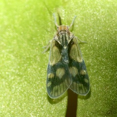 Bothriocera