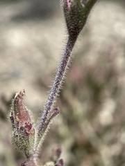 Cordylanthus parviflorus