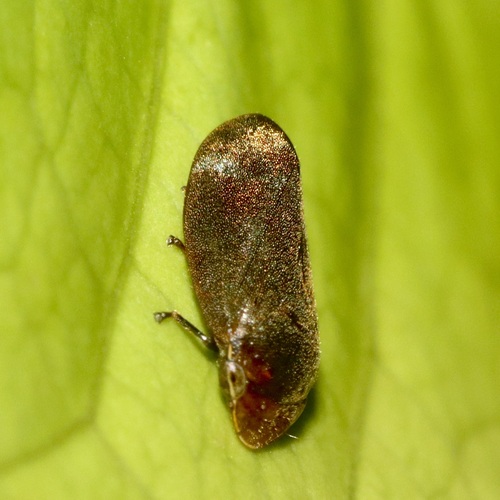 Leocomia