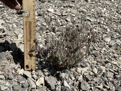 Cordylanthus parviflorus