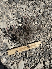 Cordylanthus parviflorus