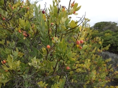 Osyris lanceolata