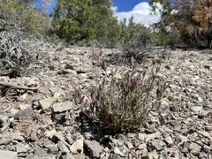 Cordylanthus parviflorus