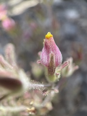 Cordylanthus parviflorus