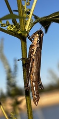 Paroxya clavuligera