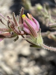 Cordylanthus parviflorus