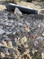 Cordylanthus parviflorus