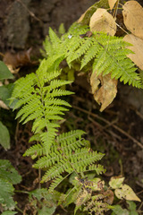 Athyriaceae