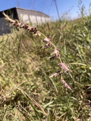 Echinochloa colona