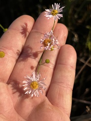 Symphyotrichum dumosum