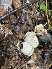 Entoloma abortivum