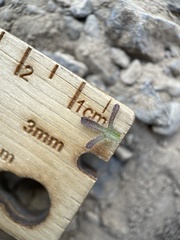 Cordylanthus parviflorus