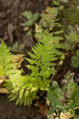 Athyriaceae