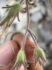 Cordylanthus parviflorus