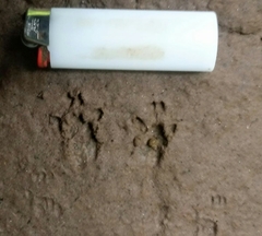 Sciurus aestuans ingrami