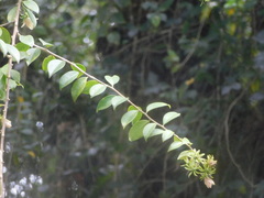 Pereskia aculeata