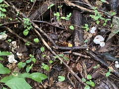 Entoloma abortivum