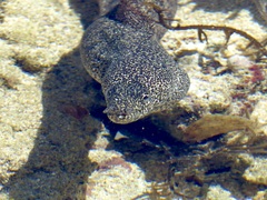 Gymnothorax pictus