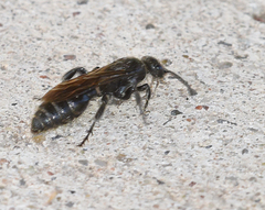 Tiphiinae