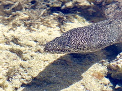 Gymnothorax pictus