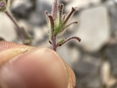 Cordylanthus parviflorus