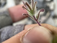 Cordylanthus parviflorus