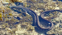 Gymnothorax pictus