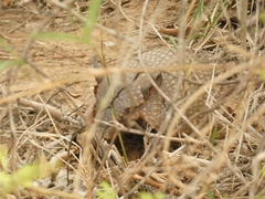 Chaetophractus vellerosus