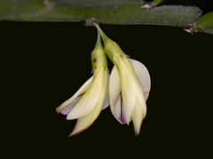 Carmichaelia williamsii