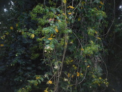 Pereskia aculeata