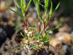 Laxmannia orientalis