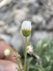 Erigeron concinnus