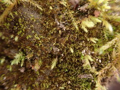 Ephemerum spinulosum