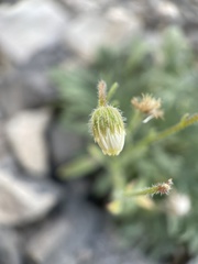 Erigeron concinnus