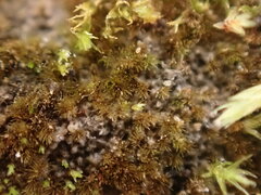 Ephemerum spinulosum