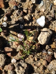 Laxmannia orientalis