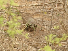 Chaetophractus vellerosus