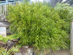 Carmichaelia williamsii