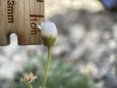 Erigeron concinnus