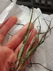 Juncus prismatocarpus