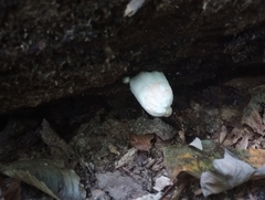 Entoloma abortivum