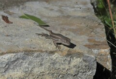 Sceloporus virgatus