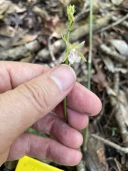 Eulophia maculata