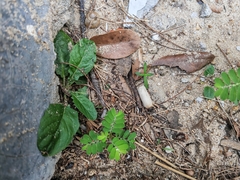 Youngia japonica