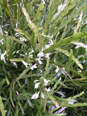 Carmichaelia williamsii