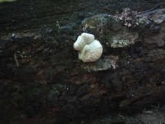 Entoloma abortivum