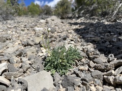 Erigeron concinnus