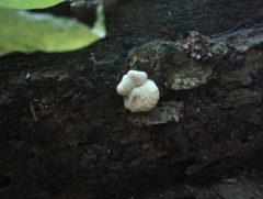Entoloma abortivum