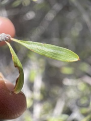 Peraphyllum ramosissimum