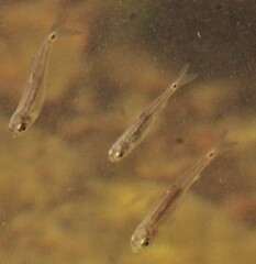 Notropis hudsonius